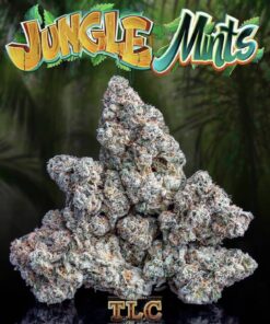 Jungle Mints Jungleboys